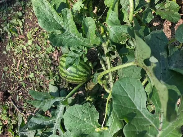 Squash plants in the raised garden bed.