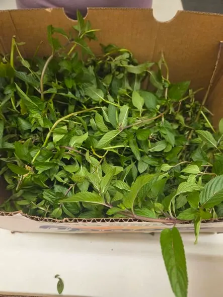 A crate of leafy greens.