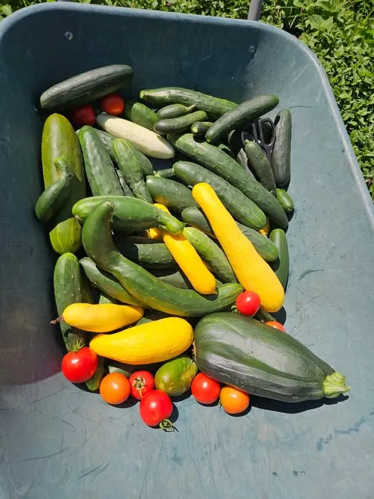 A tote of cucumbers, squash and tomatoes.